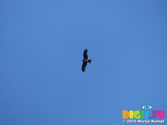 FZ016617 Red Kite (Milvus milvus)